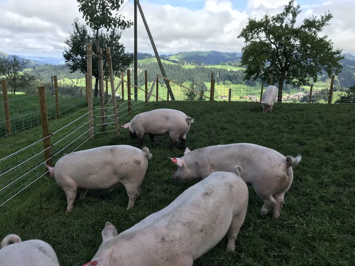 IMG_0701 Dank Migros soll Absatz für Wiesenschweine steigen