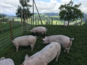 Wiesenschweine geniessen auf dem Betrieb von Marcel Schöpfer im Entlebuch den Auslauf auf die Weide.