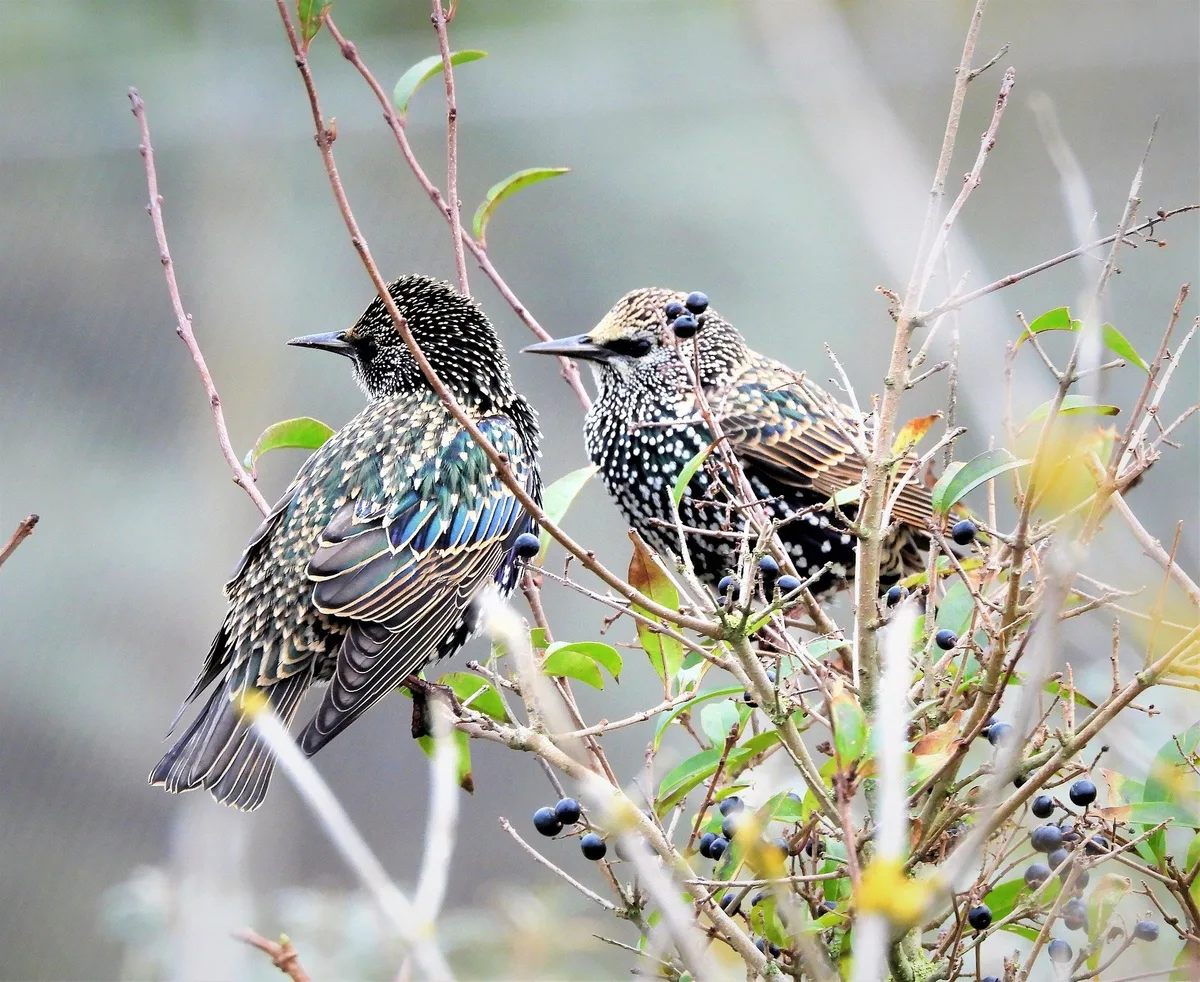 stare_pevan01 Die Vogelgrippe-Massnahmen werden per 1. April aufgehoben