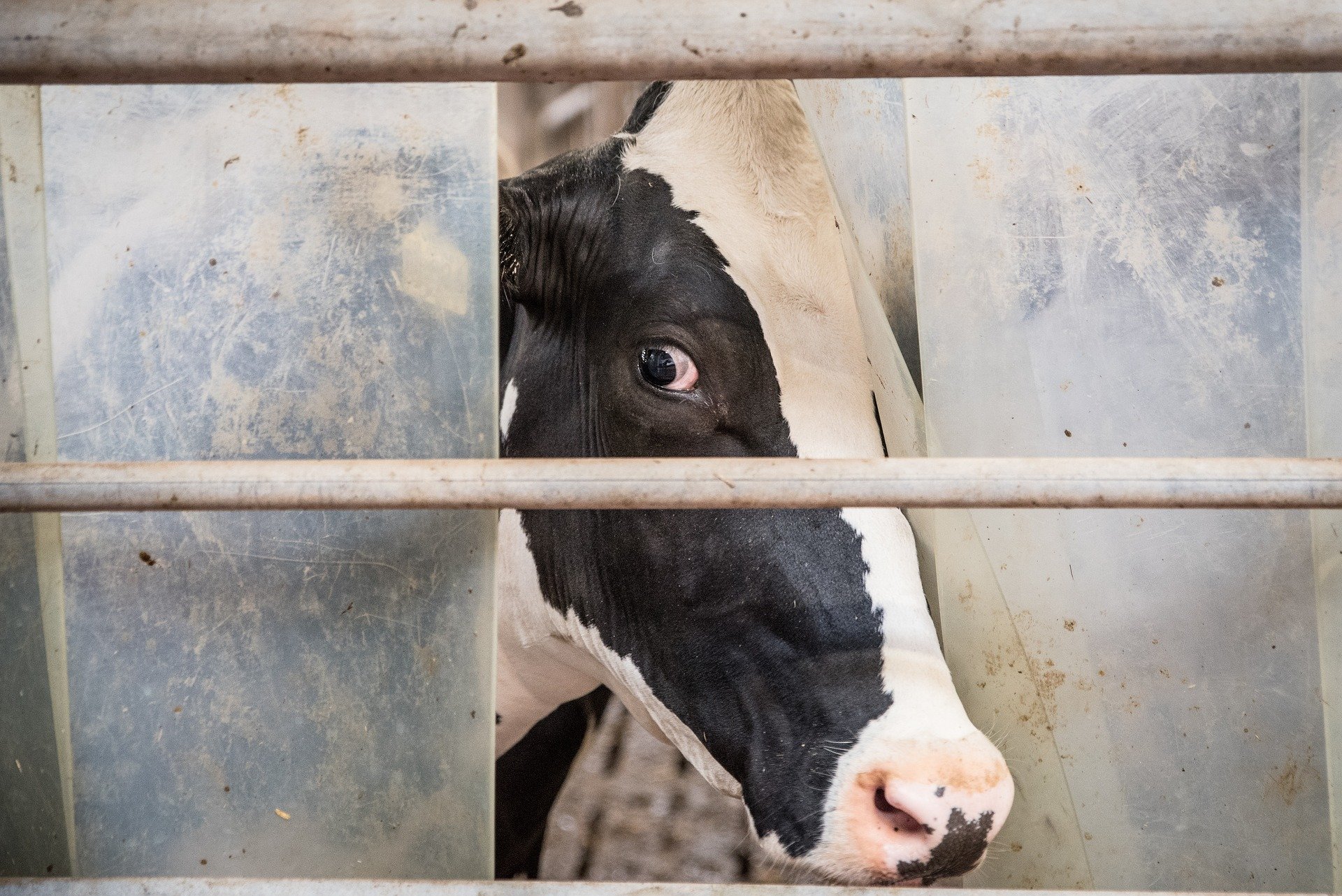 Hanf an Kühe zu verfüttern, ist keine gute Idee – weder für die Tiere noch die Milch