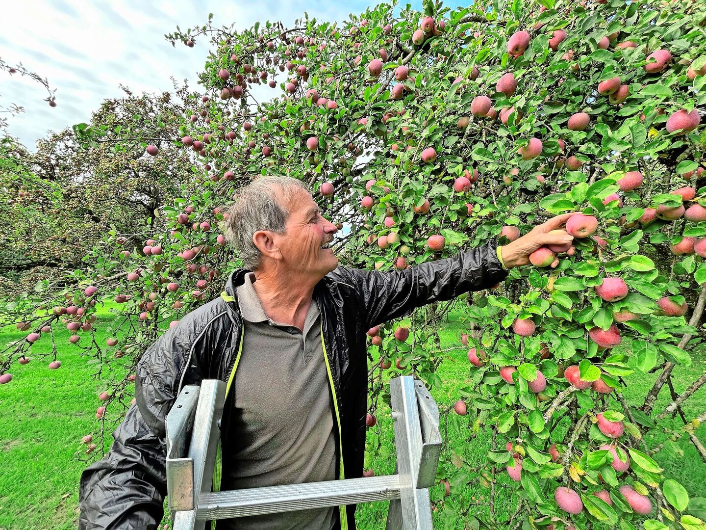 Peter Zahner pflückt einen Sauergrauech. Diese Apfelsorte gehört zu den Spezialsorten, die sich besonders für die Mostherstellung eignen.