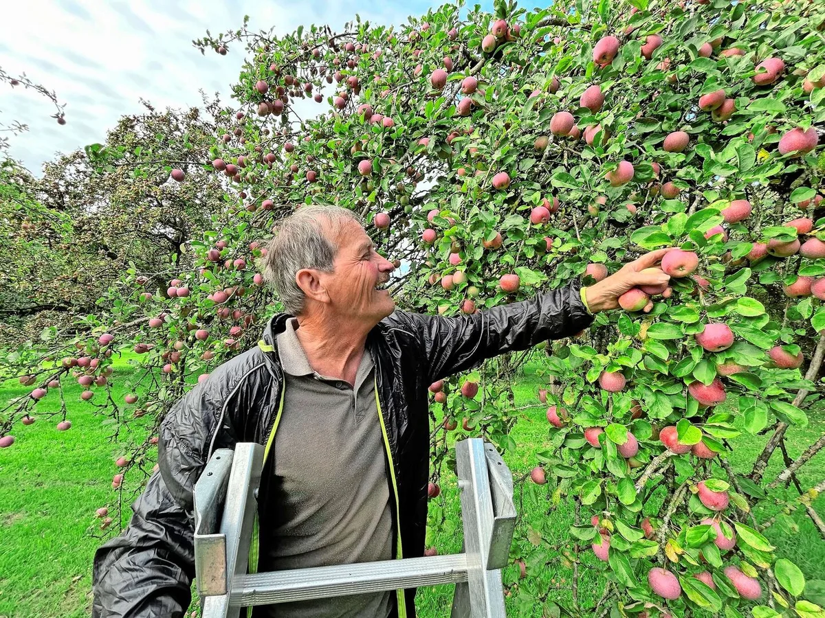 c07fe19ea78888e53b15345adb8dea929b1dc27b1d41847ef0879acda3bbe853 Peter Zahner pflückt einen Sauergrauech. Diese Apfelsorte gehört zu den Spezialsorten, die sich besonders für die Mostherstellung eignen.