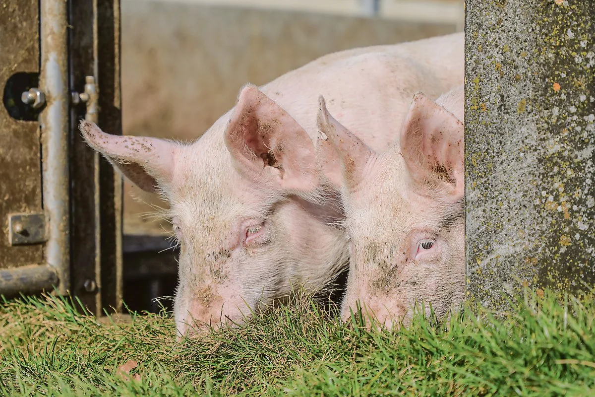 f7be640cbaaa364be3e99e89be5bcc48315cd21e Bio-Schweine: Vor allem urbane Menschen in Zürich und Genf kaufen solches Fleisch.(Bild Peter Röthlisberger)