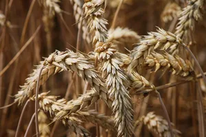 Die Erntemengen von Raps, Weizen und Co. fielen im letzten Erntejahr erfreulich aus. (Bild Pixabay))