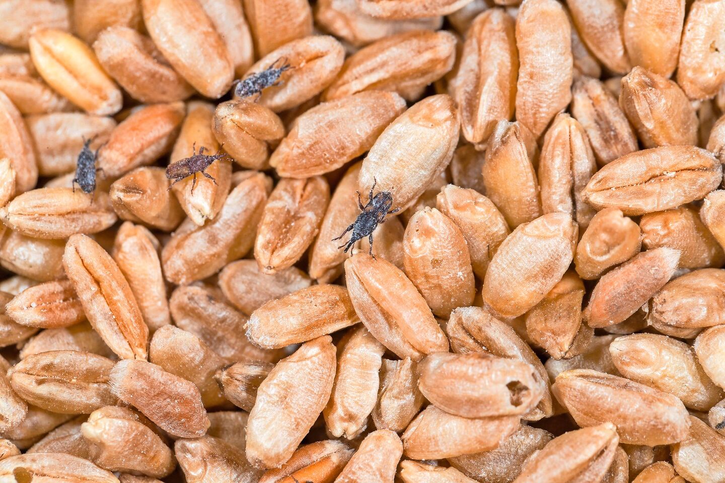gehört zu den Rüsselkäfern. Die adulten Insekten werden 3,5 – 5 mm gross, braun und mit dem Alter dunkler.