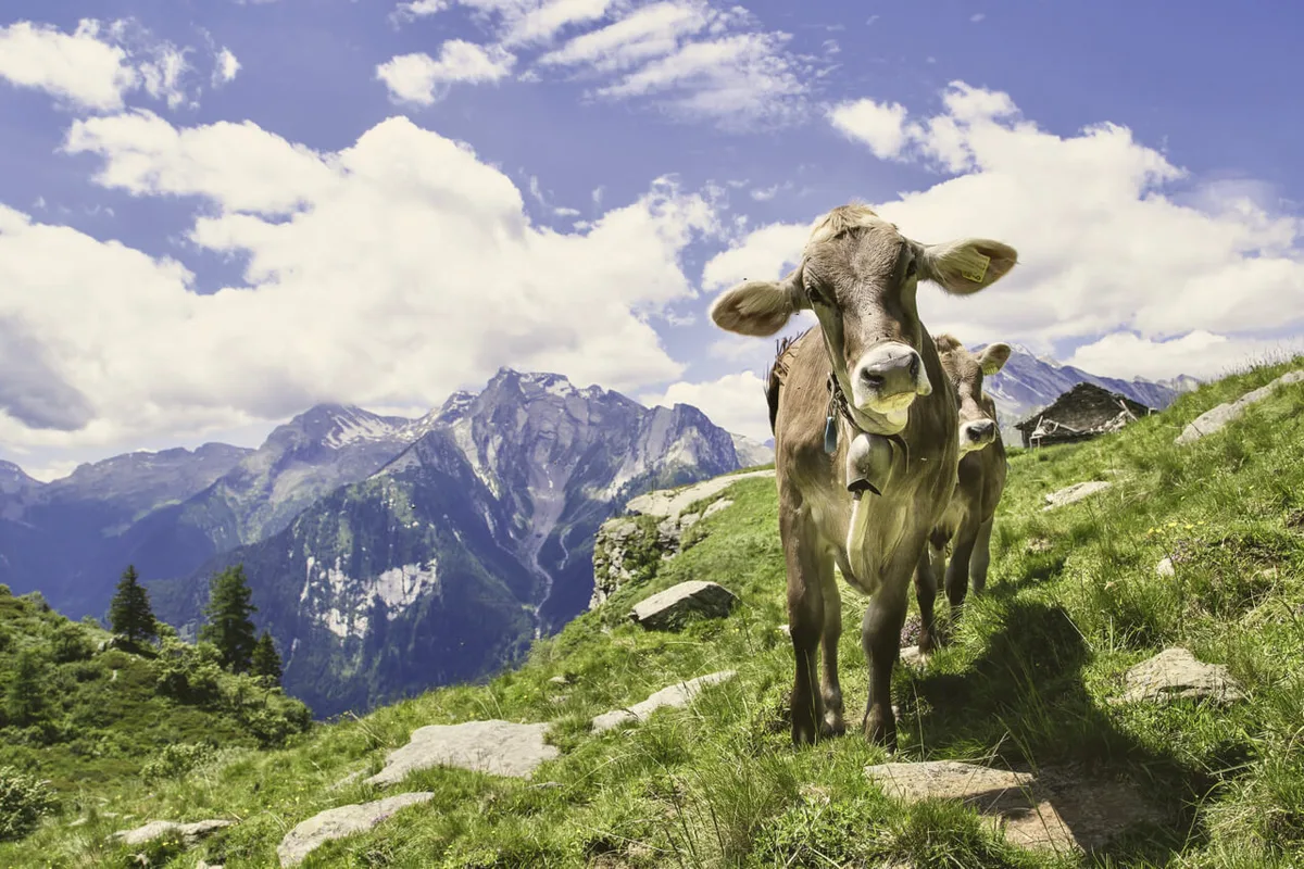 eebf36b0041a8489c3985d3413d47fe10364daac Jung-Vieh im Berner Oberland. Bild: Adobe