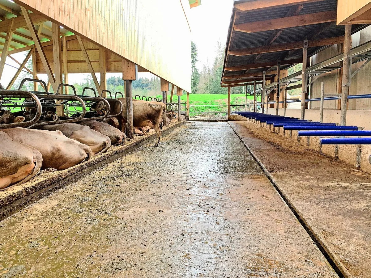 448459903227b6fa756b723404488f5259f6fe522257634b342653d7f15d139a Der Musterstall bei Roman Zimmermann in Merlischachen wurde im April 2023 präsentiert. Erhöhte Fressbereiche und Laufflächen mit Harnrinne tragen zu weniger Ammoniak bei.