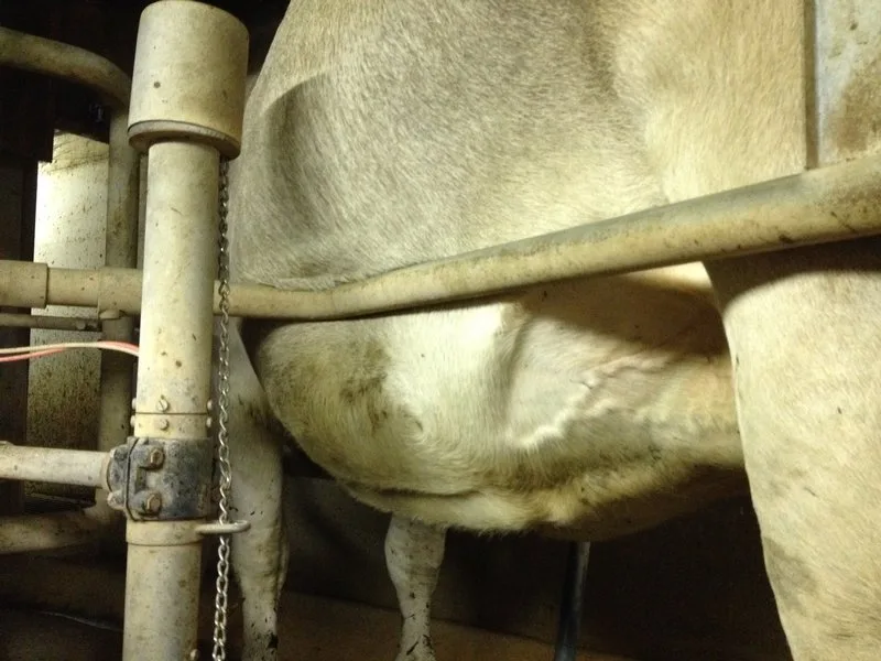 9e5c4a236c9b826e231202f588ff74c29a142820 Auf dem Betrieb mit tausenden Kühen werden Tiere systematisch Durst, Hunger und Gewalt ausgesetzt. (Symbolbild Aline Küenzi)