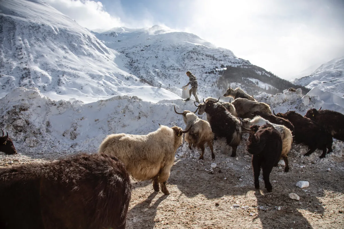 Adrian Regli mit seinen Yaks in Andermatt UR.