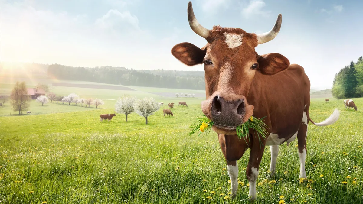 3d2a47d545bc13fd18198a833cbce481cf6b03b4 Nach Verhandlungen wurde beschlossen, dass die Schlachtzahlen bei allen Tiergattungen unverändert bleiben. (Bild Terra Suisse)