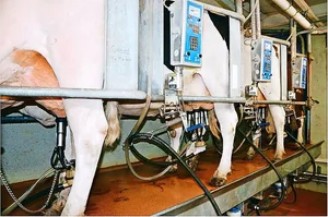 Die Milcheinlieferungen ab Juli/August liegen deutlich über dem Vorjahr. Bedingt auch durch die gute Futterlage.