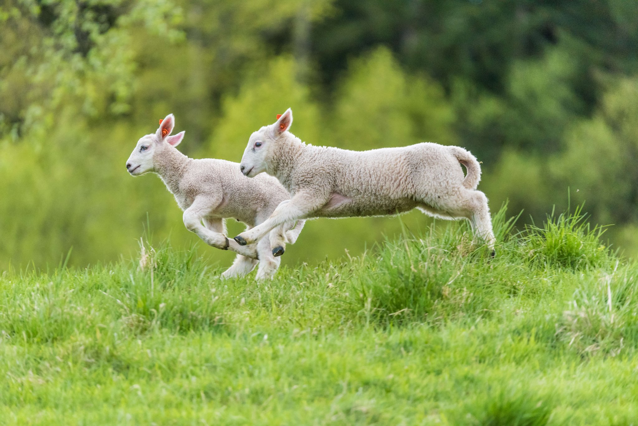 Zwei Lämmer mit nicht kupiertem Schwanz auf der Weide.