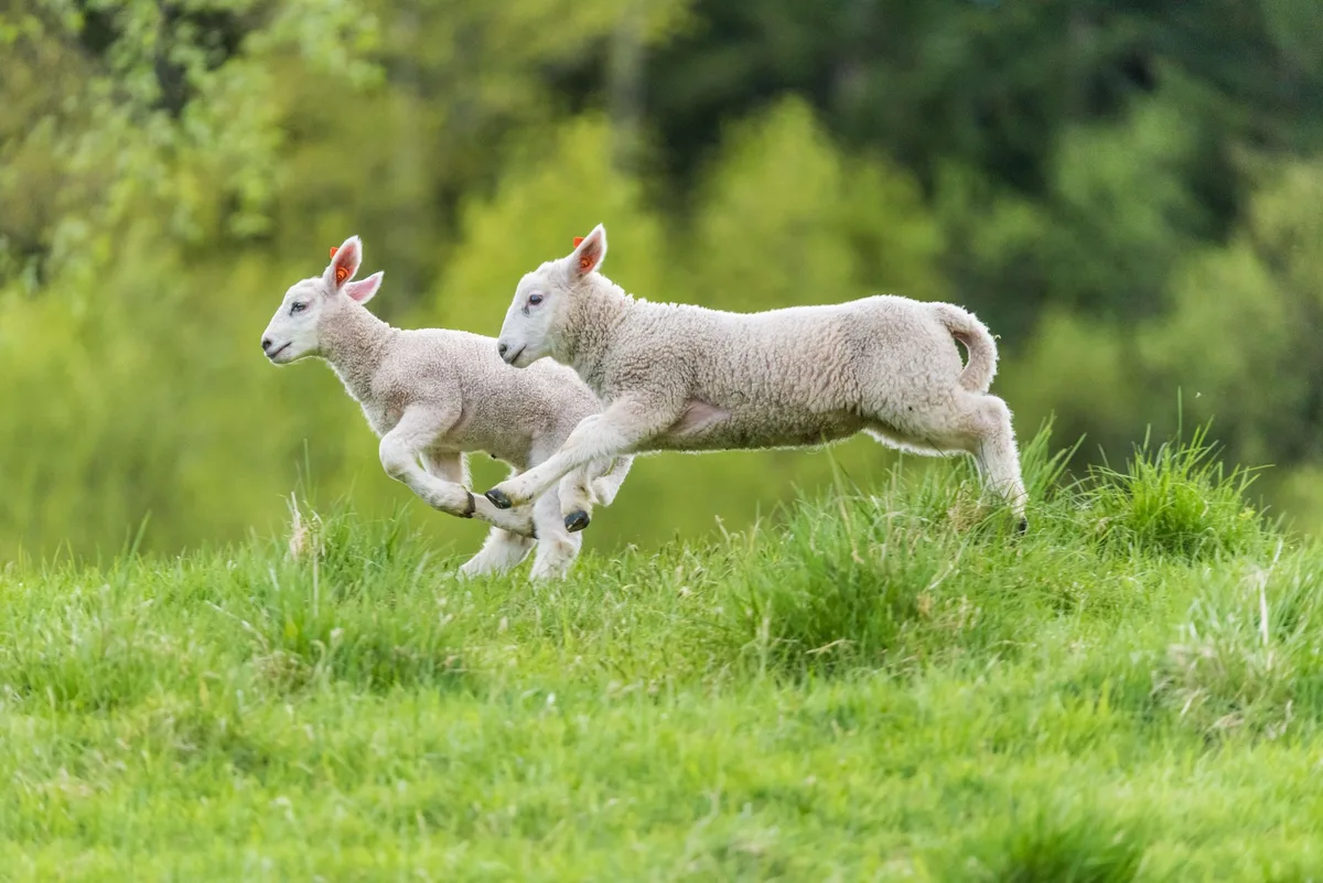 Laemmer_Schafe_Schwanz_kupieren Zwei Lämmer mit nicht kupiertem Schwanz auf der Weide.