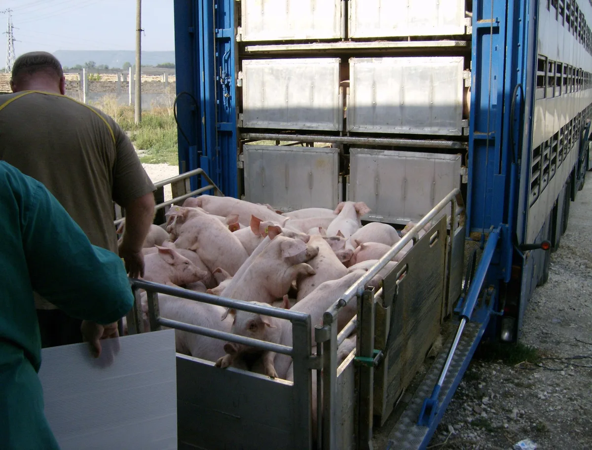 2094c1d9b8a13e61dd36ee9d56b703f3abe847bd Die misten Oberschenkelfrakturen der angelieferten Schweine sind bereits vor dem Transport zustande gekommen. (Symbolbild Izvora/Wikimedia)
