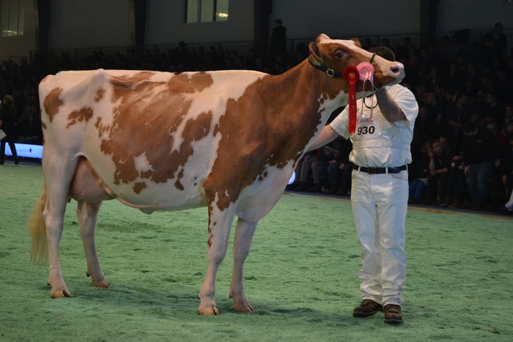 Plattery Savard Rénita wurde an der Swiss Expo Red-Holstein-Champion. (Bild Peter Fankhauser)