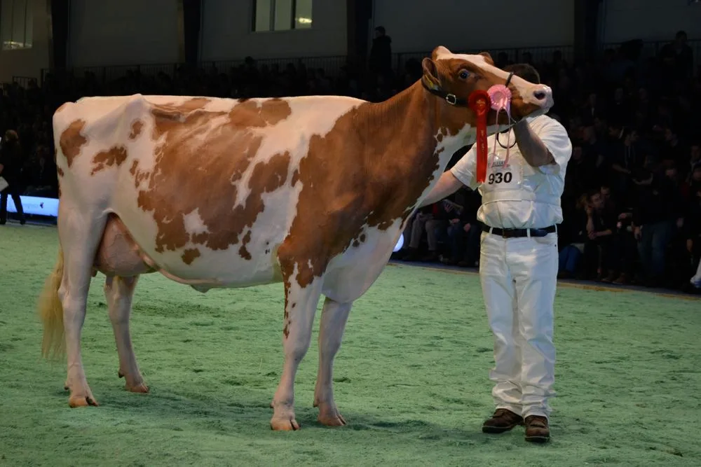 6531ee506456c5a4524c0911f26ffc0335165c81 Plattery Savard Rénita wurde an der Swiss Expo Red-Holstein-Champion. (Bild Peter Fankhauser)