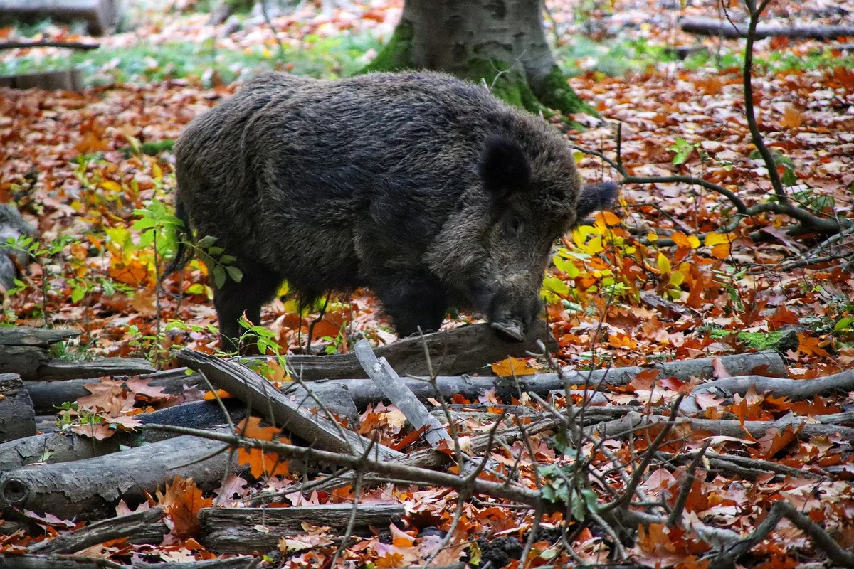 Wolf, Waschbär, Wildschwein – tolerieren oder töten?