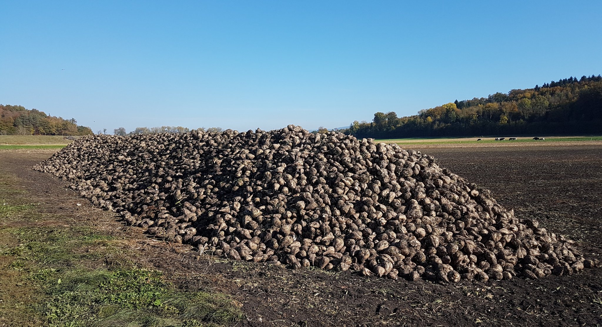 Schweizer Ethanol auf der Zielgeraden