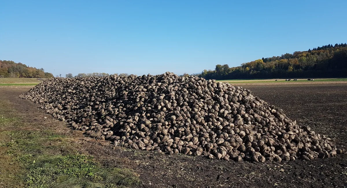 zuckerrueben_ji_schmal Schweizer Ethanol auf der Zielgeraden