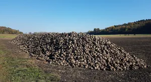 Die Schweizer Zuckerrüben sind zukünftig nicht mehr nur Rohstofflieferant für Zucker, sondern auch für Ethanol.