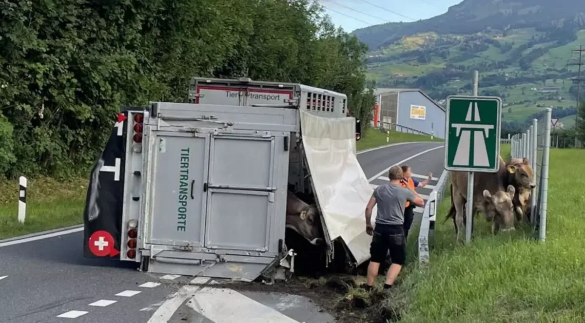 In Seewen wurde wegen einem Unfall mit einem Tiertransporter die Autobahneinfahrt gesperrt