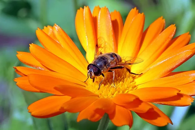 3d6676feda18803cf500bcb4de21da2741c1e8c2 Die Ringelblume (Calendula) ist eine typische Heilpflanze, die schon seit alter Zeit gegen Entzündungen eingesetzt wird. (Bild Pixabay)
