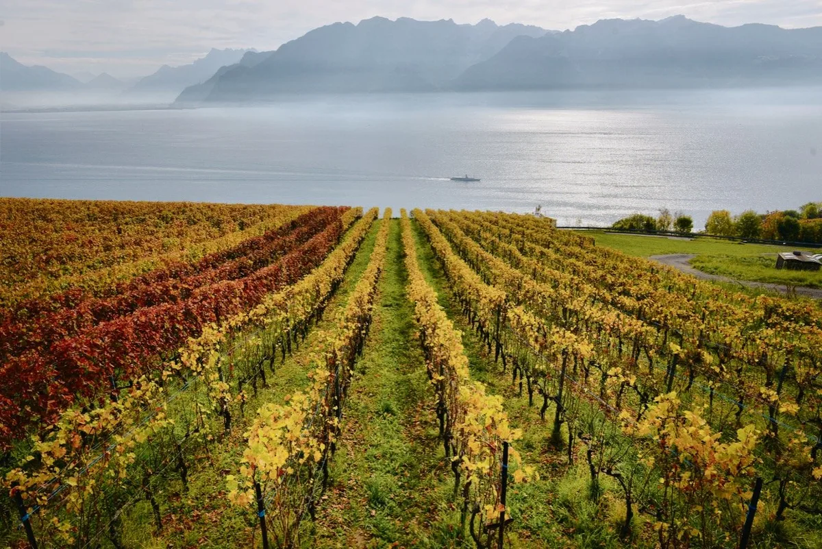 c7674f9a4495665ba44b143cd659cbc2136e6459 Die Aussichten der Schweizer Weinbauern sind aktuell getrübt (auf dem Bild das Waadtländer Anbaugebiet Lavaux). Einer der Gründe für den Preisdruck ist die üppige Ernte 2018. (Bild Adobe Stock)