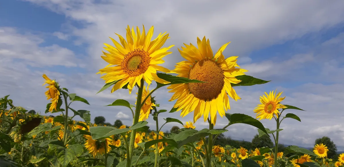20210808_103955 Für den Anbau von Sonnenblumen könnte es schwierig bleiben
