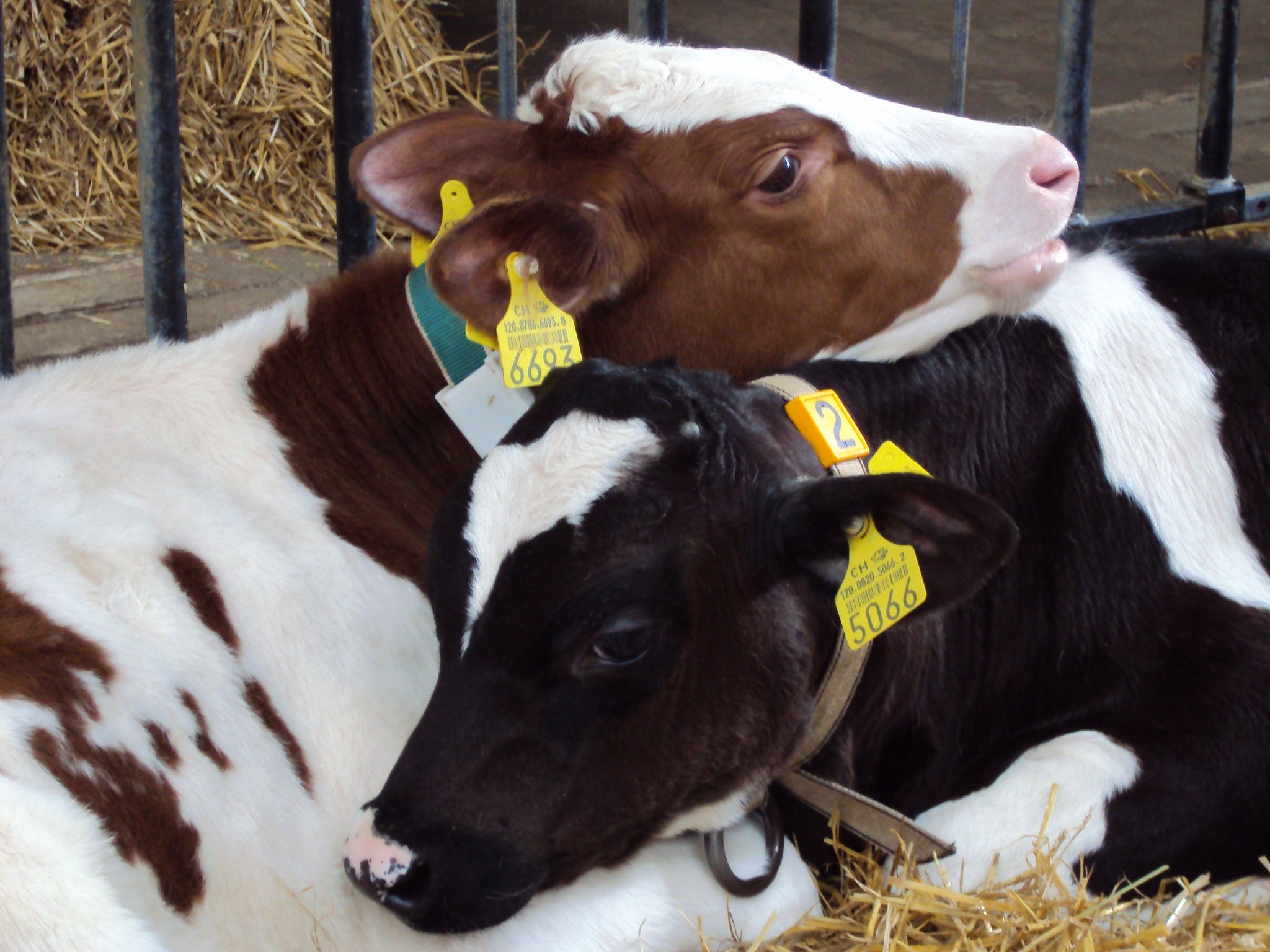 Regionalität bei Herkunft und Verarbeitung sowie natürliche und tiergerechte Haltung: Das sind Merkmale des neuen Labels «Bündner Puurachalb». (Bild zVg)