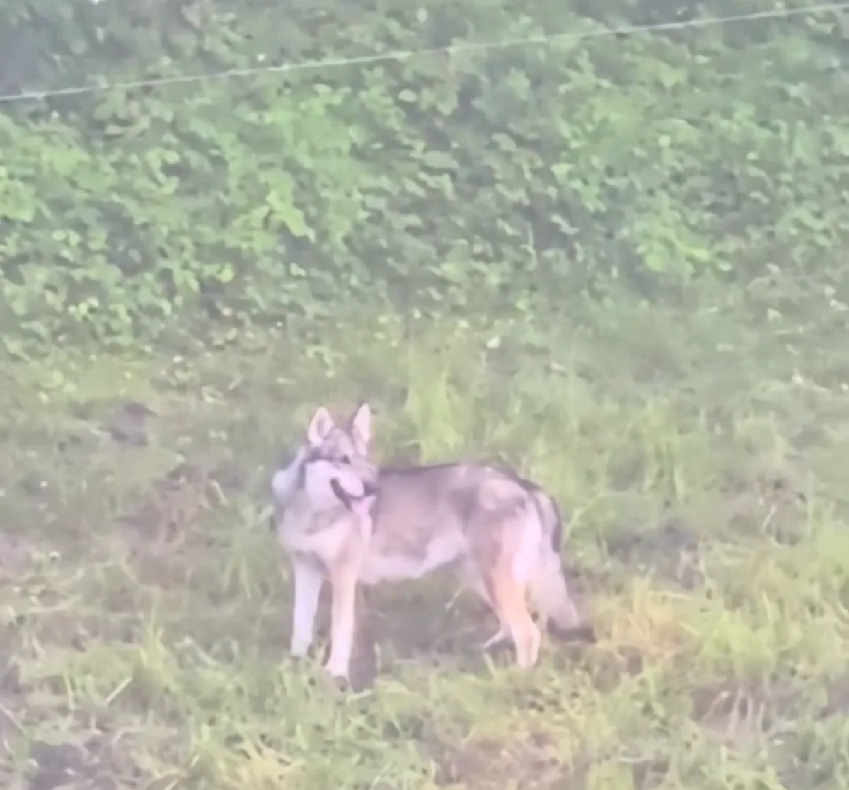 OS-D-22-Wolf-Kasten1 Bei Wolfssichtung kein SMS-Alarm: Thurgauer Schafhalter nervt's