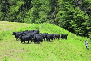 Eine staatliche Herde Black Angus. (Bild akr)