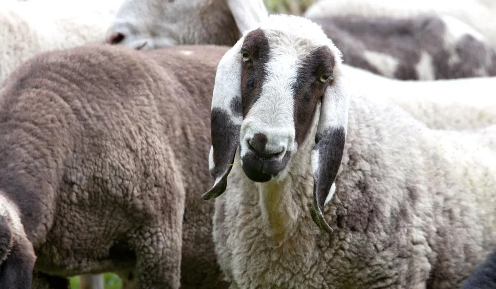 56b98aad5e1e8a5ed2ae6432d3ee4ef3bbb8218b Die Saaser Mutter hat ihren Namen von Pro Specie Rara bzw. der neueren Züchterschaft erhalten: Die Schafe kommen noch vor allem im Saastal vor und «Mutte» ist ein Walliser Ausdruck für Schaf. (Bild Pro Specie Rara)