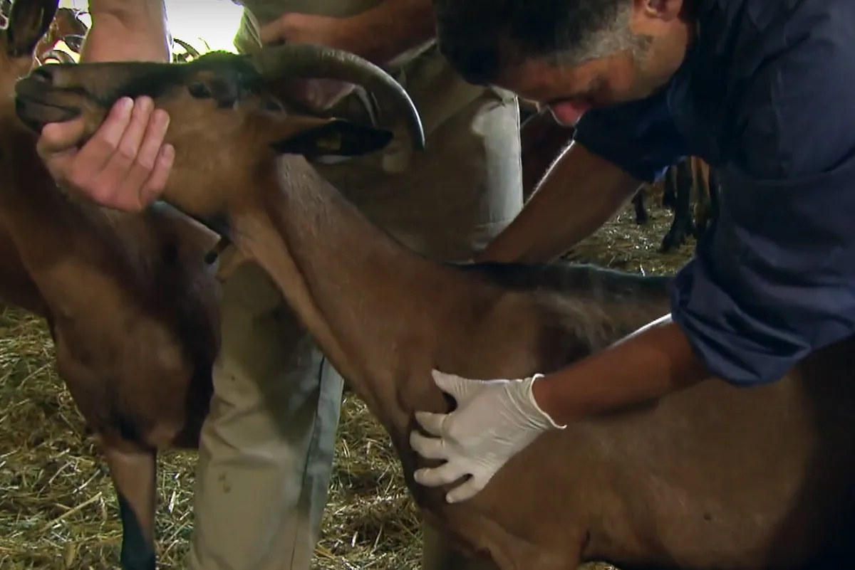 dg_online_pseudotub Ein Abszess an der Schulter einer Ziege.