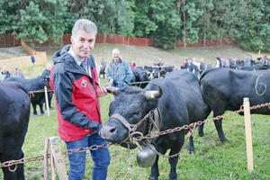 Fabien Sauthier, der neue Präsident des Schweizerischen Eringerviehzuchtverbands (SEZV), hier mit der vierjährigen Eringerkuh Sushi. Er liebt diese Urviehrasse seit seiner Kindheit.