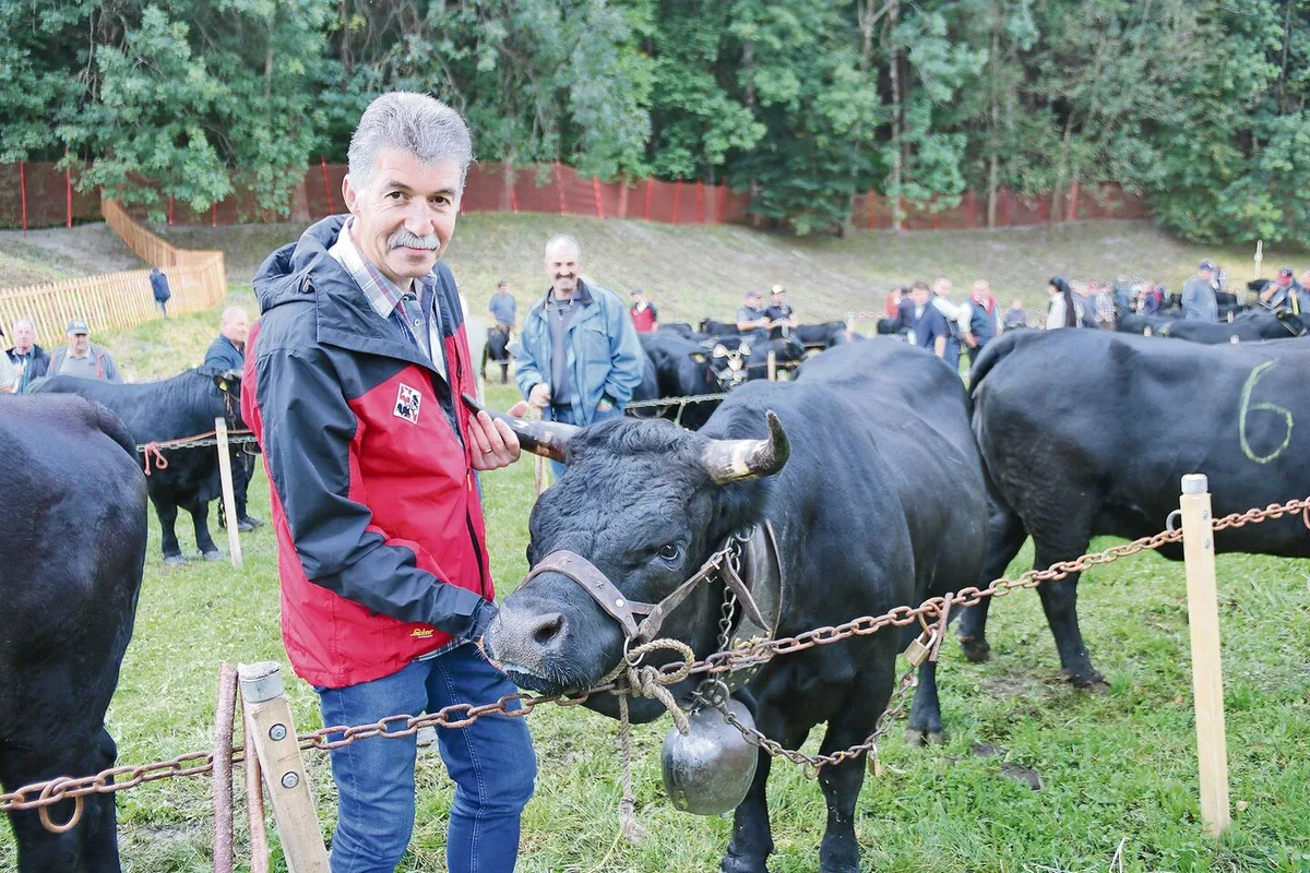 Fabien Sauthier, der neue Präsident des Schweizerischen Eringerviehzuchtverbands (SEZV), hier mit der vierjährigen Eringerkuh Sushi. Er liebt diese Urviehrasse seit seiner Kindheit.
