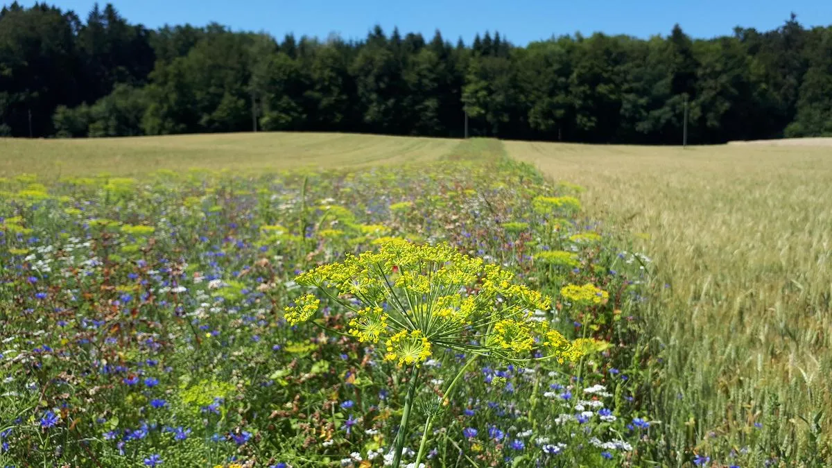 ca4be8cd9d1d716ccfe2f61ba8d341cd00d4ed5f Im Sommer 2021 sollen in der Schweiz mindestens 300 neue Blühstreifen zu finden sein. (Bild SBV)