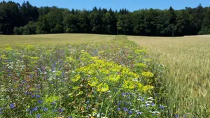 Im Sommer 2021 sollen in der Schweiz mindestens 300 neue Blühstreifen zu finden sein. (Bild SBV)