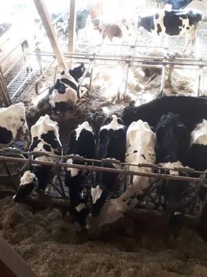 Auf vielen Betrieben müssen die Rinder das qualitativ schlechtere Futter fressen. Das ist im Fall der Futtergewinnung von 2024 eine grosse Herausforderung.