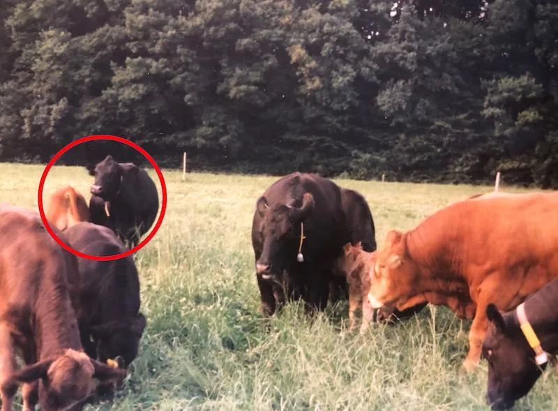 bea126cbe9a7635a31d4de1e3b9475ef59d44c8c Kuh Bläcki mit Stierkälbchen Kay (siehe Markierung) auf der Weide. (Bild Toni Merki)