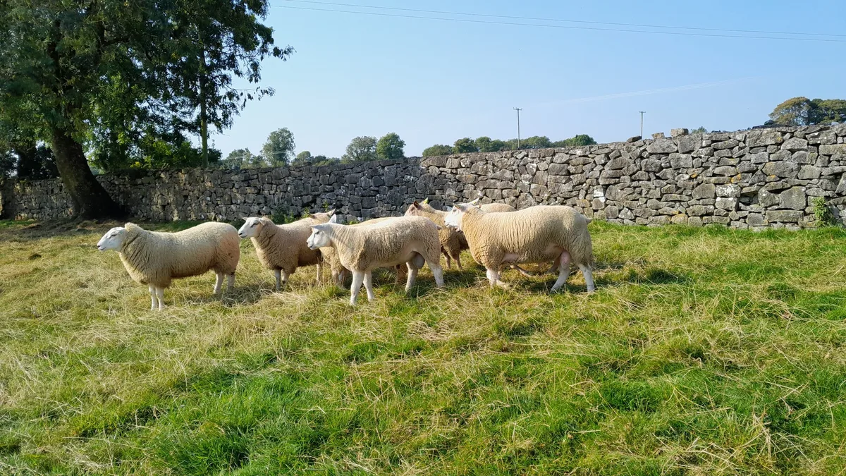 20240920_154712 Leserreise nach Irland: Von Milch und Schafen
