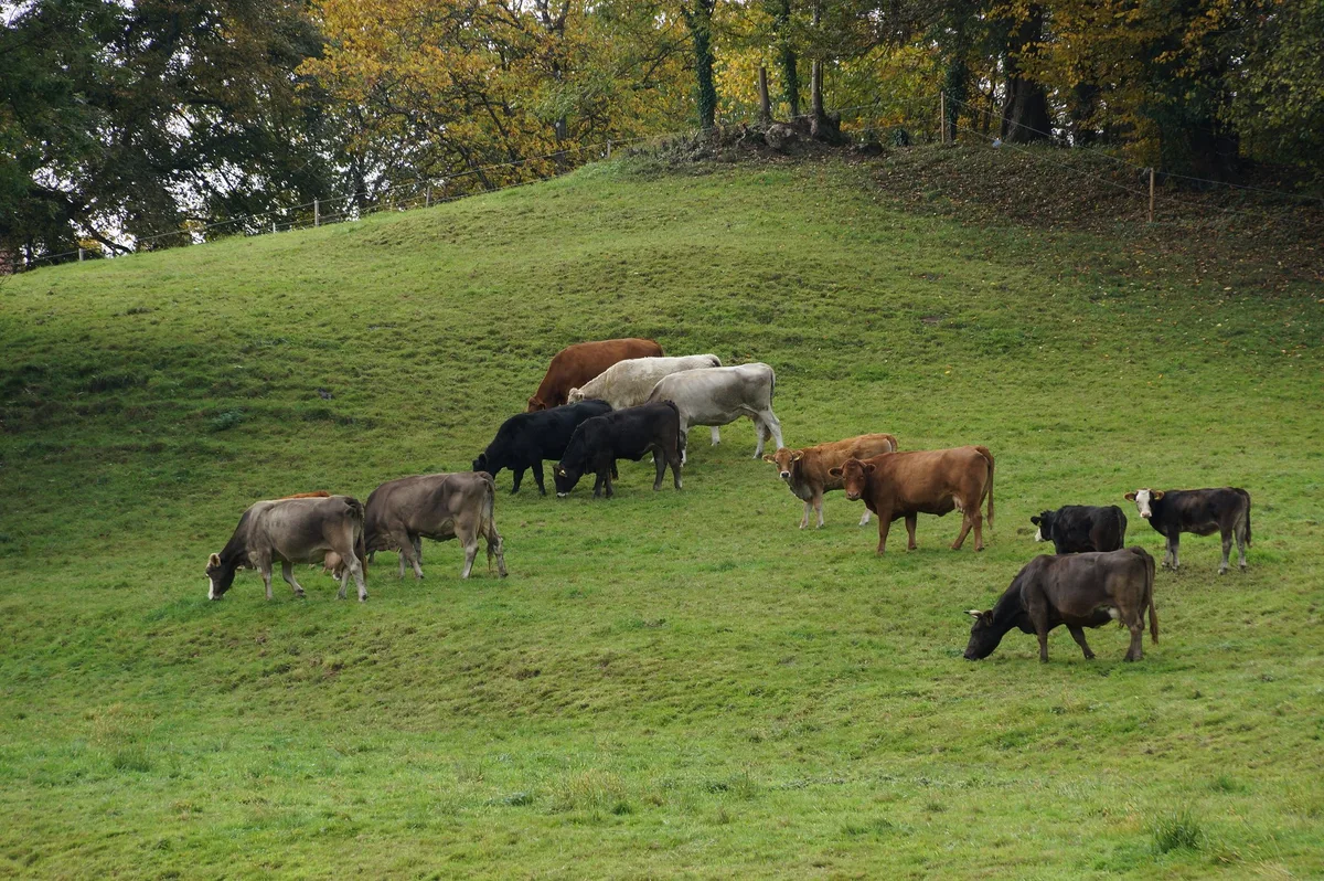 DSC02299 Optimale Landnutzung: Mutterkühe und Kälbermast müssten Weidemastrindern weichen