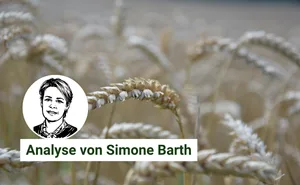 Schweizer Bio-Bauern kämpfen gegen sinkende Inlandnachfrage: Immer mehr importiertes Getreide verdrängt heimische Produkte.