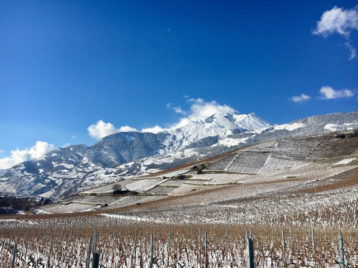 Die Schweizer Weinbranche im Umbruch