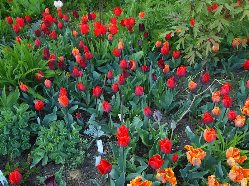 6917cf40272f4e4371d4639790eab9355c0ca8bf Eine Mischung aus verschiedenen Tulpen im Beet mit austreibenden Stauden wie Taglilien und Sedum wirkt spannend. (Bilder Ruth Bossardt)