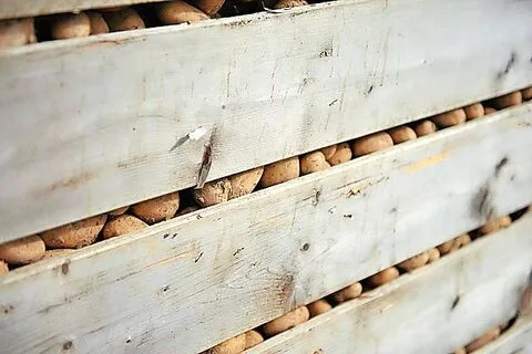 Nach dem Paloxenmangel muss sich die Kartoffelbranche fragen, ob Lagerkapazität und Infrastruktur in der Schweiz für gute Ernten ausreichen.