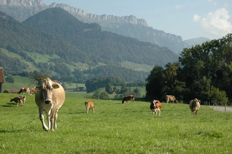 c7adcf5fb898b3170c15f2c2dbf72124e3361b91 Alois Kapfer bezeichnet die naturnahe Beweidung als vergessenen Schlüsselfaktor für den Erhalt der Biodiversität. (Bild BauZ)