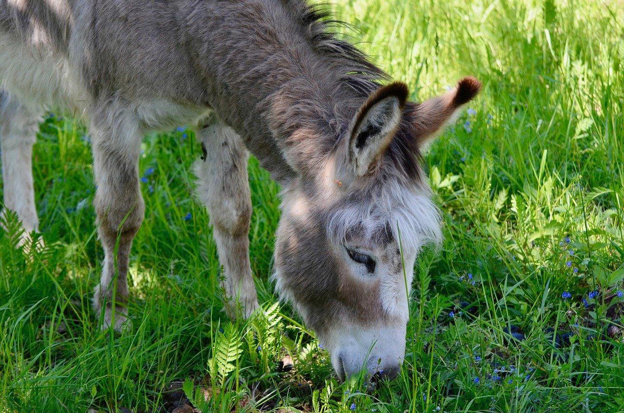 Edith und Wolfgang Müller haben auf ihrem Betrieb im bernischen Grasswil eine Art Auffangstation für Esel. Denn bei den Tiere werde oft Haltung und Pflege vernachlässigt. (Bild Fritz_the_Cat / Pixabay)