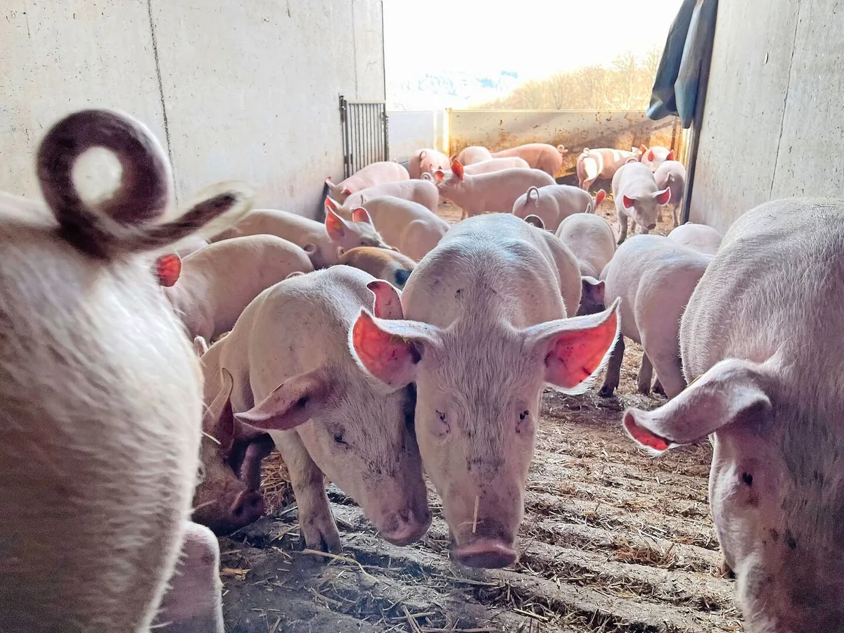 170c3f8b98de365298477c3cd9ee7f2490dda6b8842805e22c2f19c8e72fa05d Der Weg für Schweizer Schweinegenetik nach Westeuropa soll über Bayern führen. Bis im Sommer wird über den Zusammenschluss Suisag – EGZH entschieden.