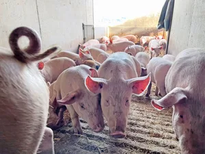 Der Weg für Schweizer Schweinegenetik nach Westeuropa soll über Bayern führen. Bis im Sommer wird über den Zusammenschluss Suisag – EGZH entschieden.