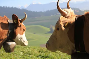 Das Argument, die Hornkuh-Initiative stelle eine verfassungswidrige Forderung, hat laut WAK-S zu ihrer Ablehnung beigetragen. Der «Hörnerfranken» zielt auf die Direktzahlungsverordnung und hat daher in dieser Hinsicht bessere Chancen.